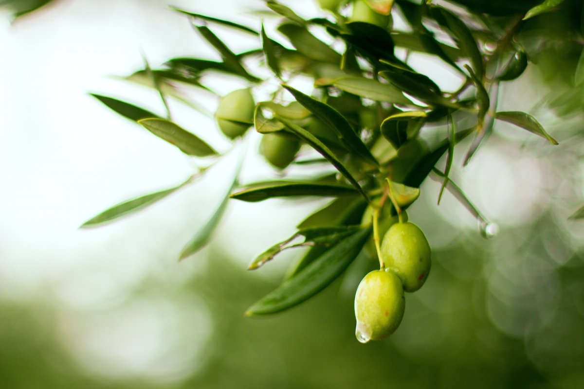 Aceitunas colgando de un olivo en pleno campo