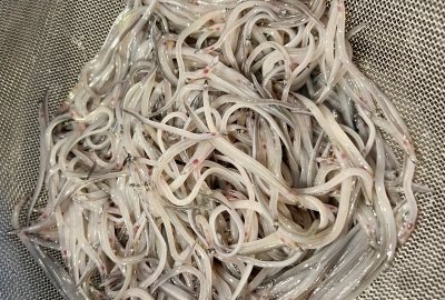 Diferencia entre gulas, angulas y anguilas