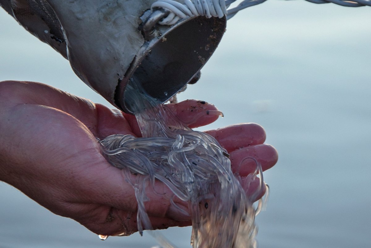 Angulas vivas en las manos de un pescador del río Ebro