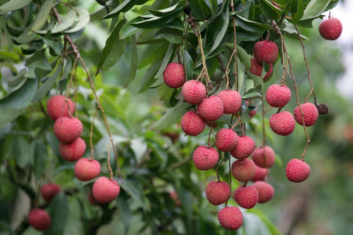 Árbol tropical del lichi del que se obtiene la fruta del mismo nombre