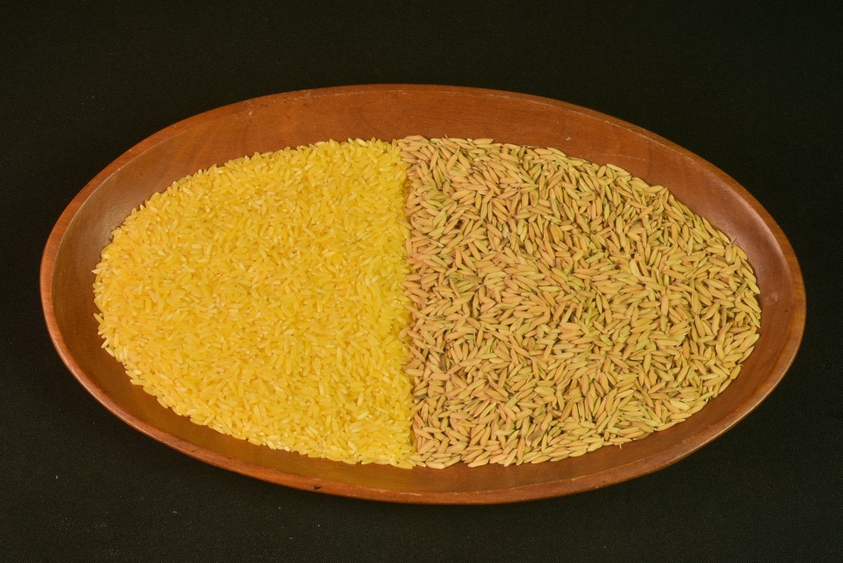 Arroz dorado con cáscara recién recolectado y sin cáscara de color amarillo