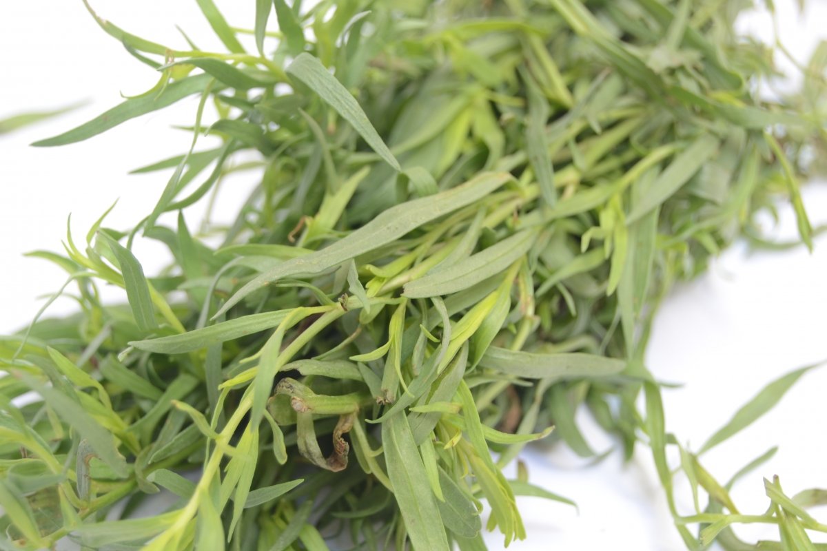 Artemisia dracunculus o tarragon fresco