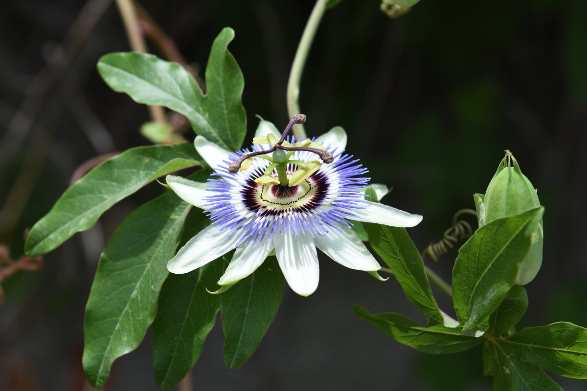 Aspecto de la flor de la pasión de la que se obtiene el maracuyá