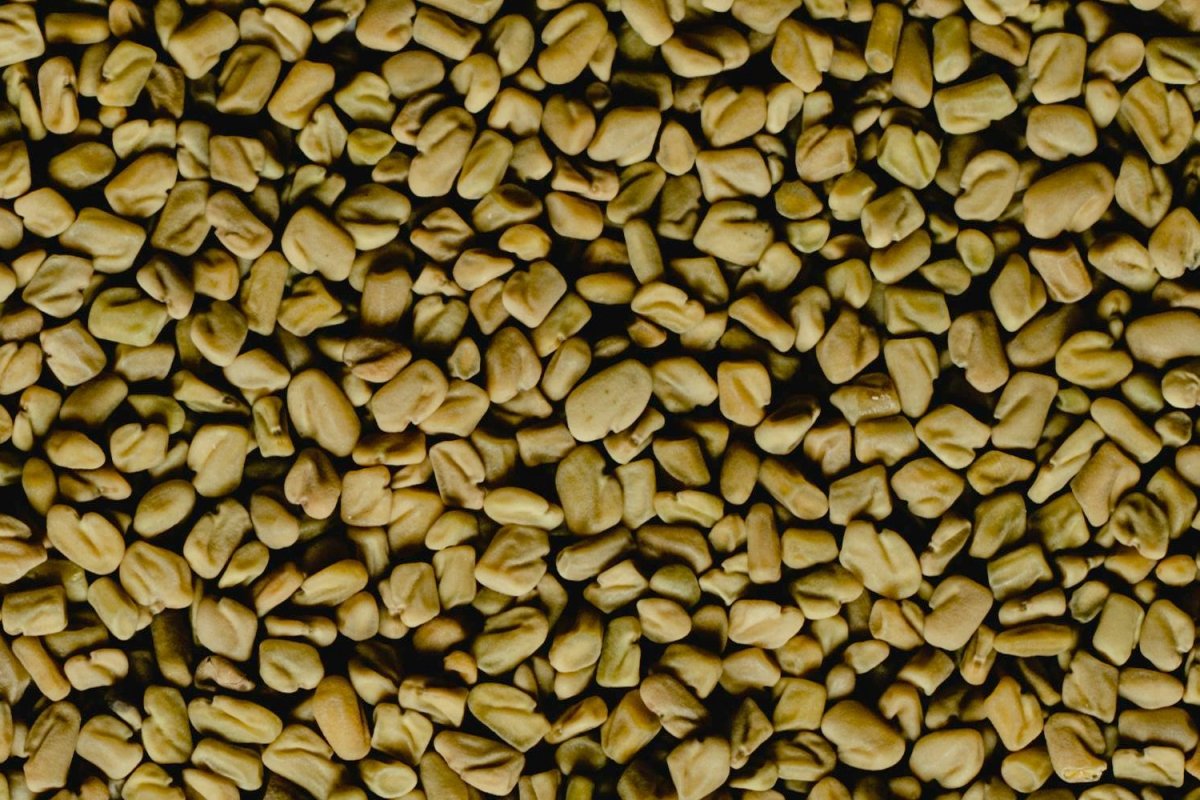 Aspecto de las semillas de fenogreco a granel
