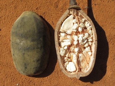 Baobab: qué es, beneficios, propiedades y usos de esta fruta mística