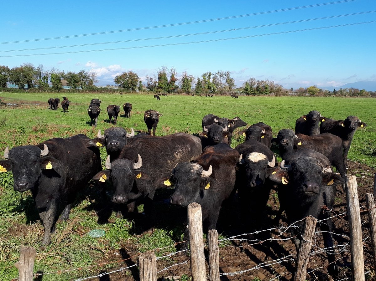 Búfalas en la zona de Campania que dan leche de búfalala para la Mozzarelal di Búfalla Campana
