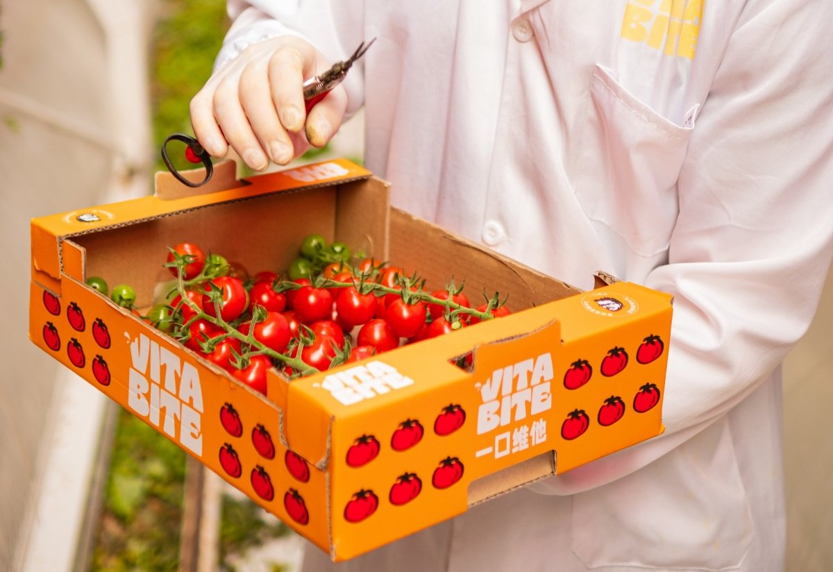 Caja de tomates transgénicos en manos de un científico