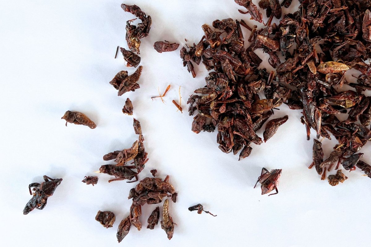 Chapulines tostados listos para comer como aperitivo