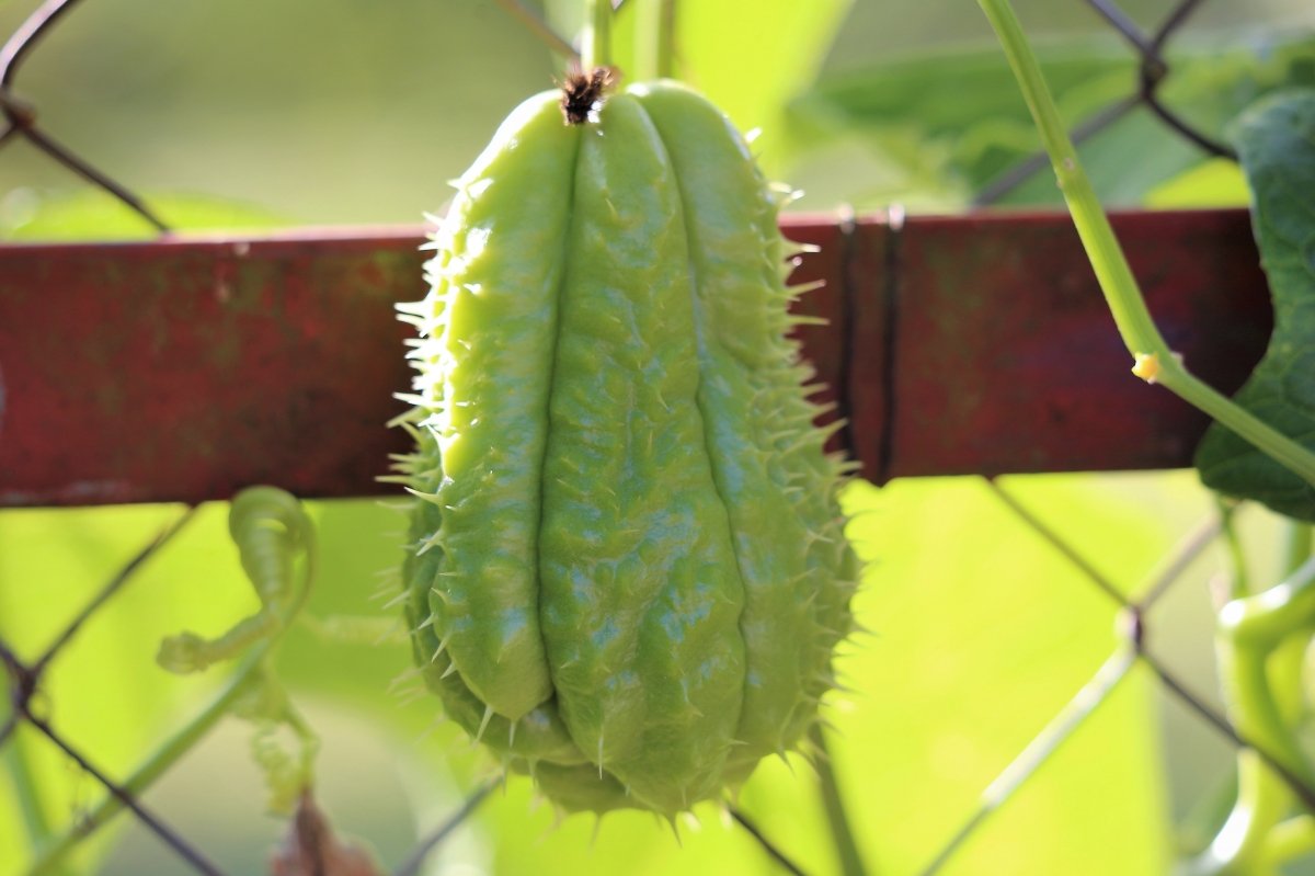 Chayote colgando del árbol