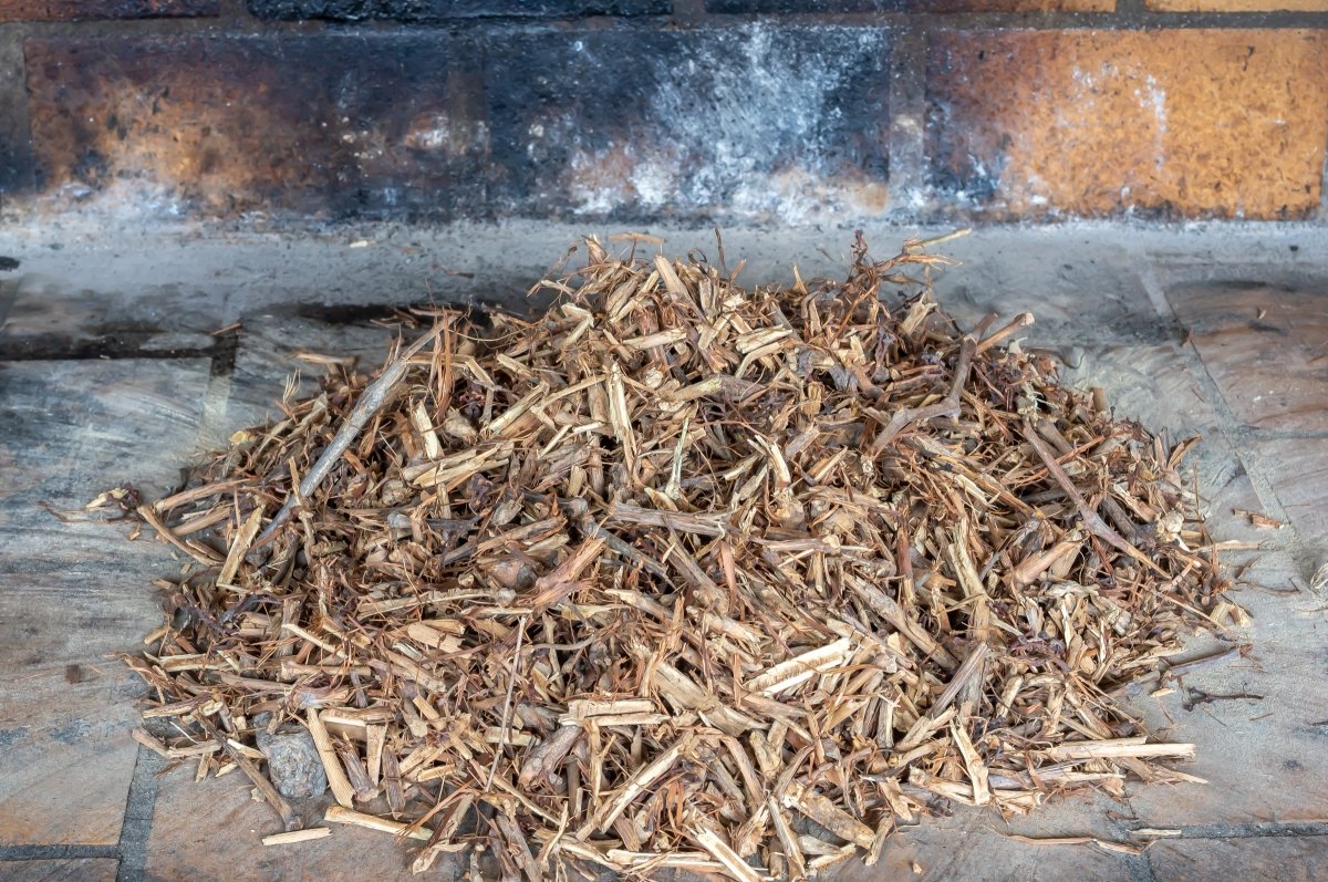 Colocar el sarmiento para los calçots a la brasa