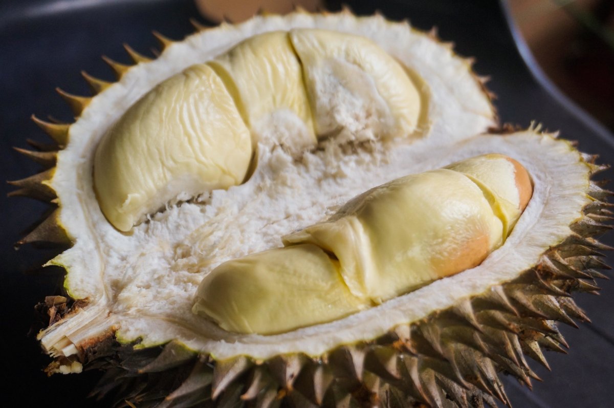 Cubierta carnosa blanca de la semilla de durián