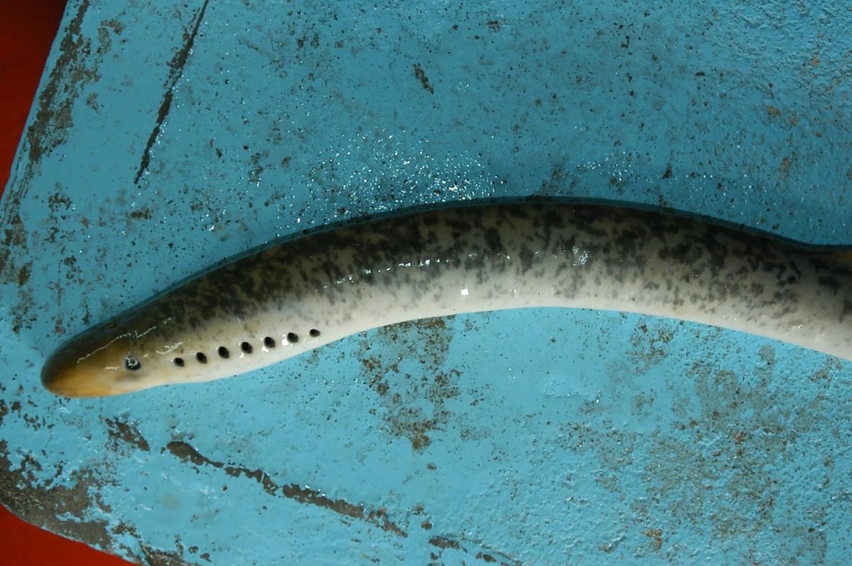 Detalle de la boca de una lamprea
