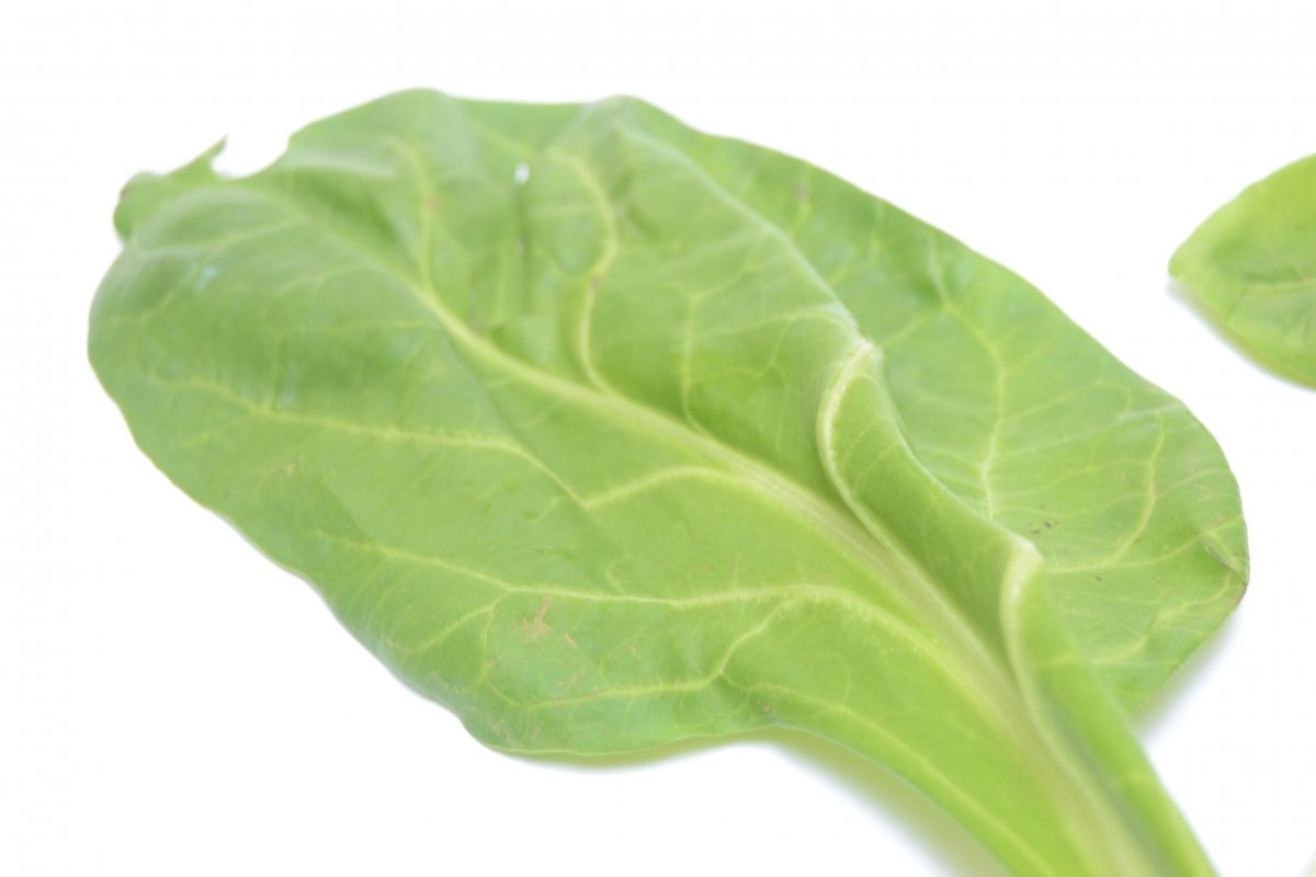 Detalle de la hoja de una acelga