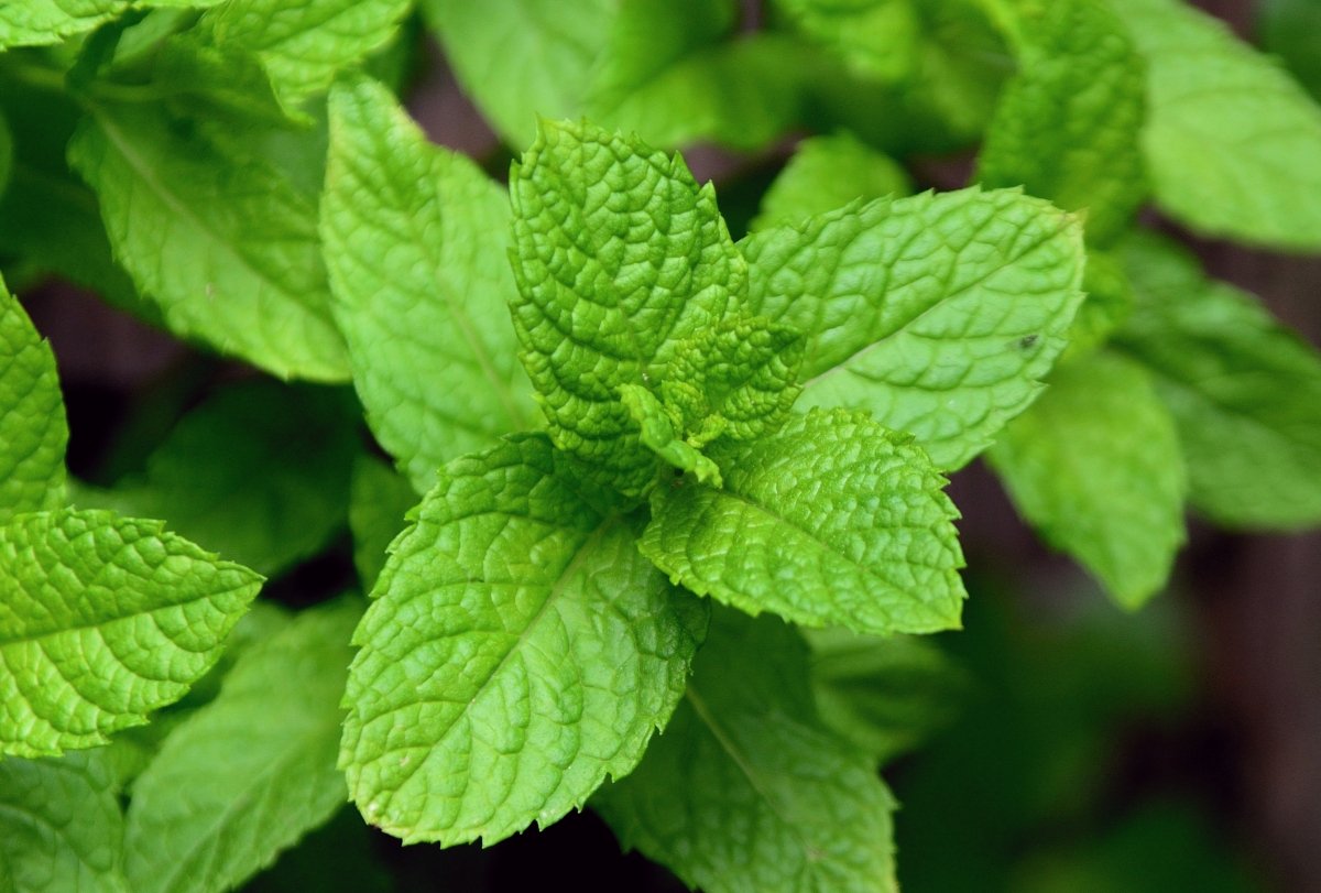 Detalle de las hojas de la menta piperita frescas