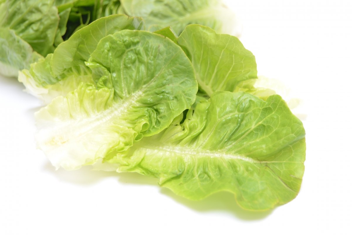 Detalle de unas cuantas hojas de lechuga