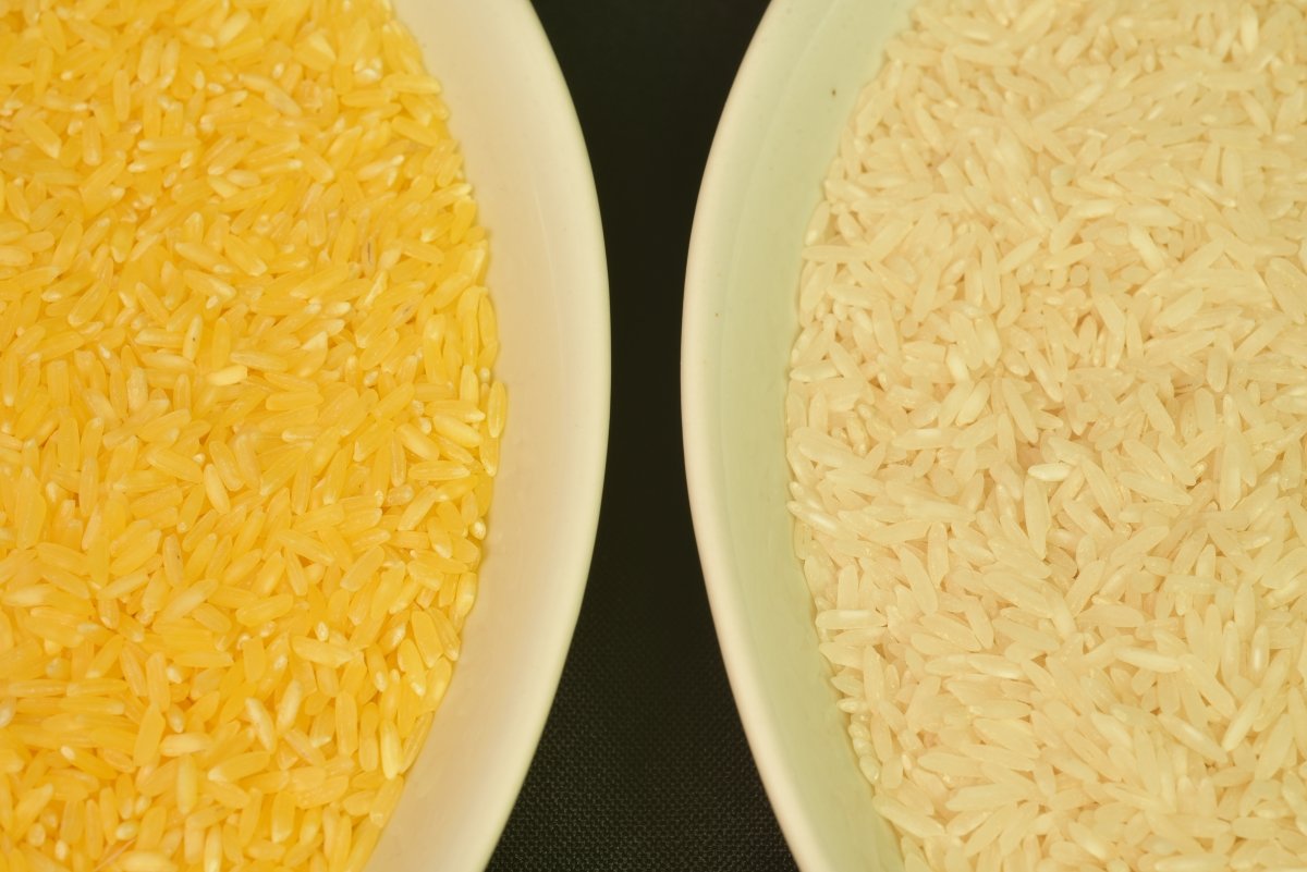 Diferencia de color entre el arroz dorado y un arroz blanco