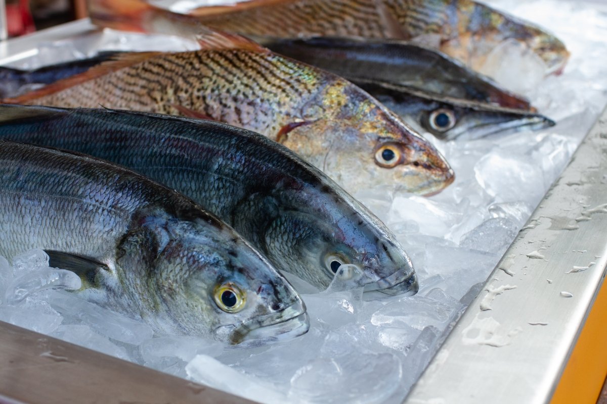 guisante También muy Diferencias entre pescado fresco y congelado