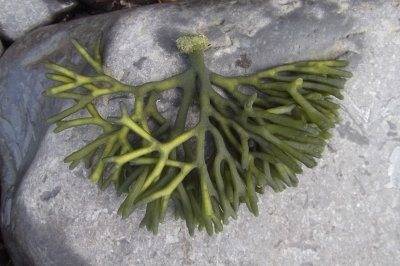 Codium, un alga con sabor a percebe
