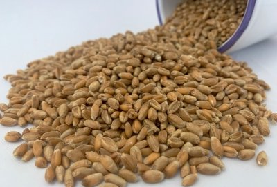 Espelta, el mejor trigo para nuestra dieta