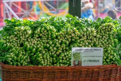 Grelos: qué son, propiedades y usos en la cocina de esta hortaliza gallega