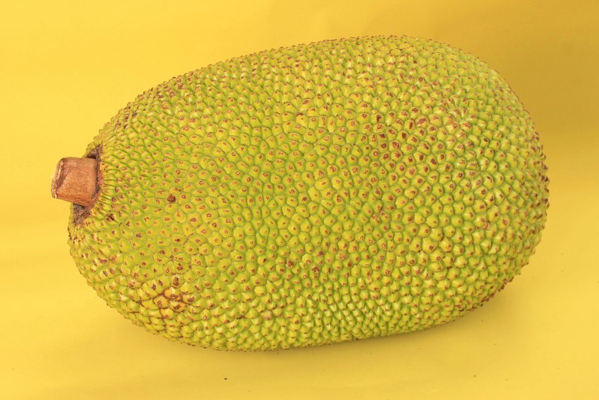 Fruta tropical conocida como yaca o jackfruit