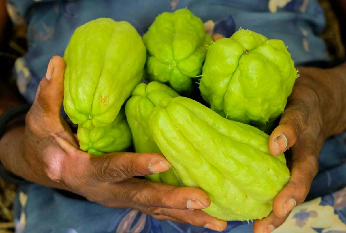 Fruto de la cucurbitácea conocida como chayote