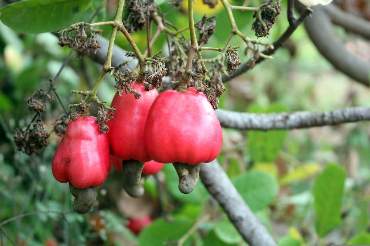 Fruto del cayú o anacardo colgando del árbol