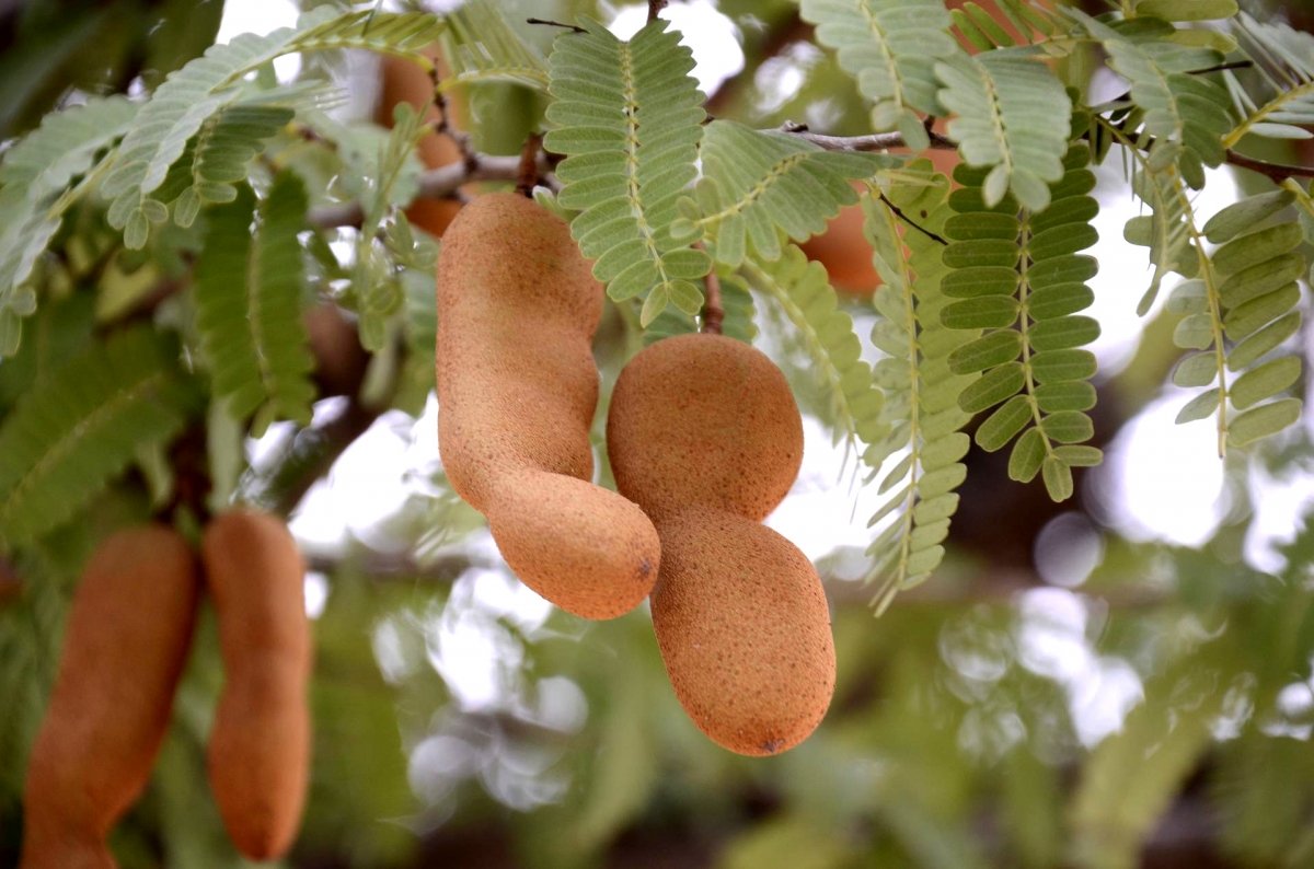 Frutos de tamarindo en el árbol
