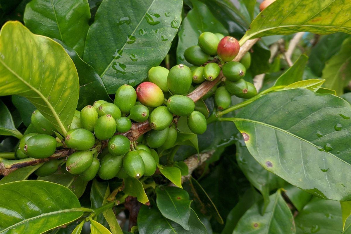 Granos de café en el árbol del cafeto