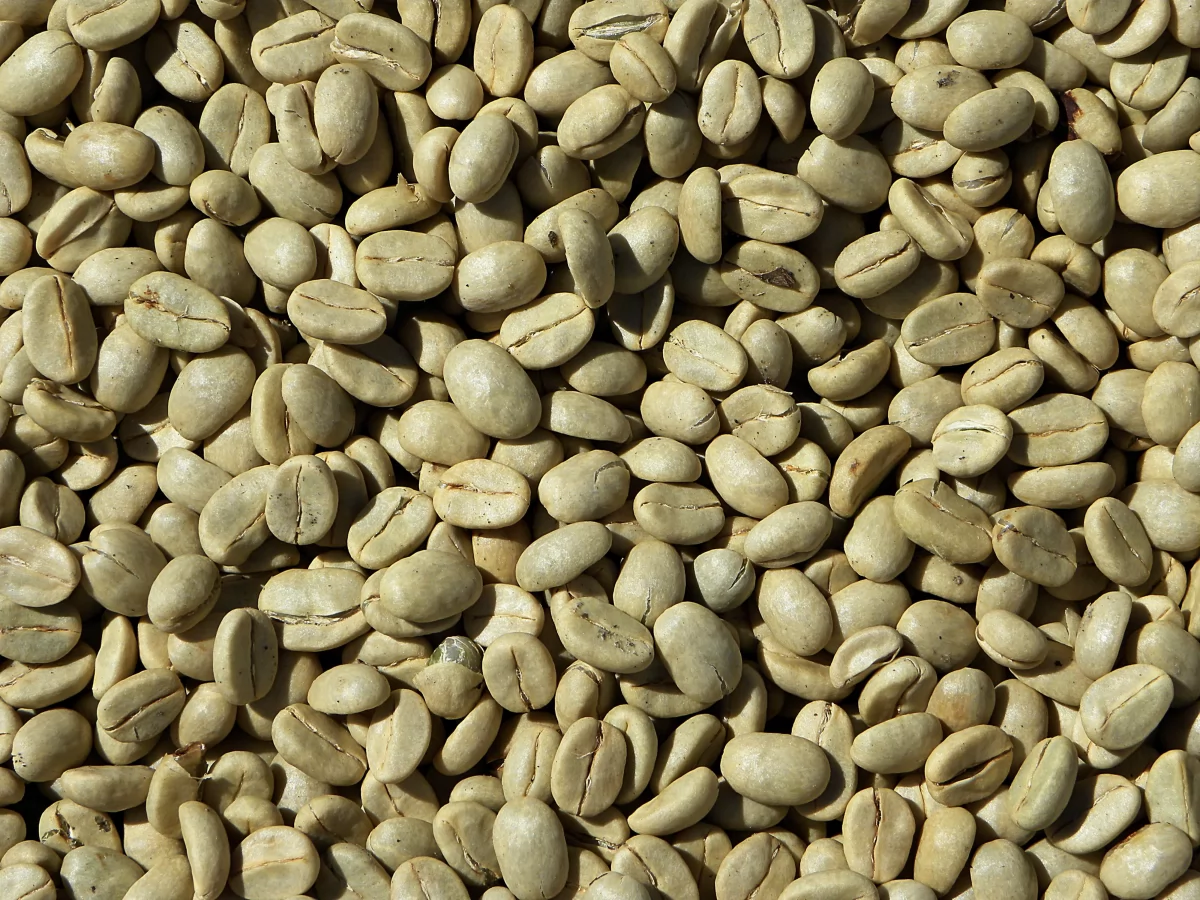 Granos de café verde sin tostar