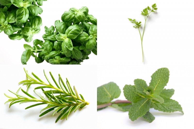 Las 5 hierbas aromáticas que no pueden faltar en la cocina y cómo sacarles el máximo partido