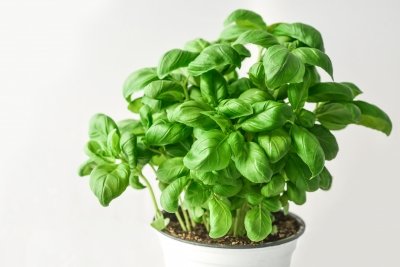 Albahaca: para qué sirve, propiedades, tipos y cómo tomarla