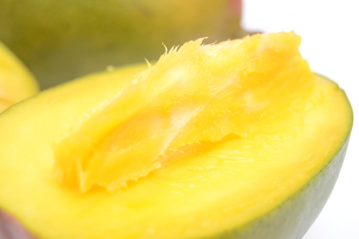 Hueso alargado de un mango