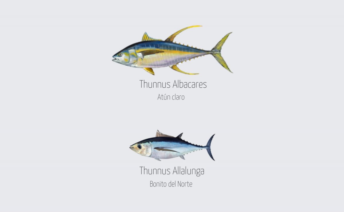 Ilustración científica del atún claro y del bonito del norte donde apreciar sus diferencias