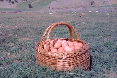 La de los huevos soy yo, dijo la gallina de El Majadal