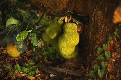 Yaca o jackfruit: Una delicia exótica de moda entre los veganos