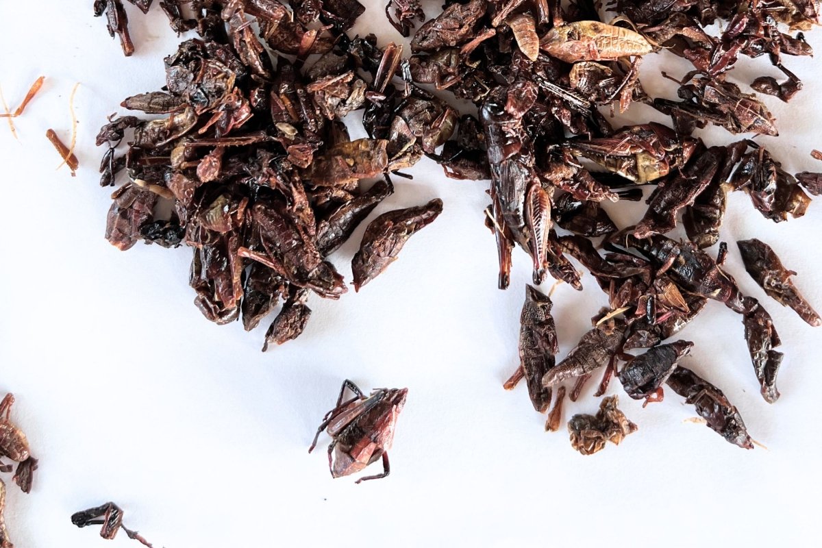 Los chapulines son uno de los insectos más consumidos en México