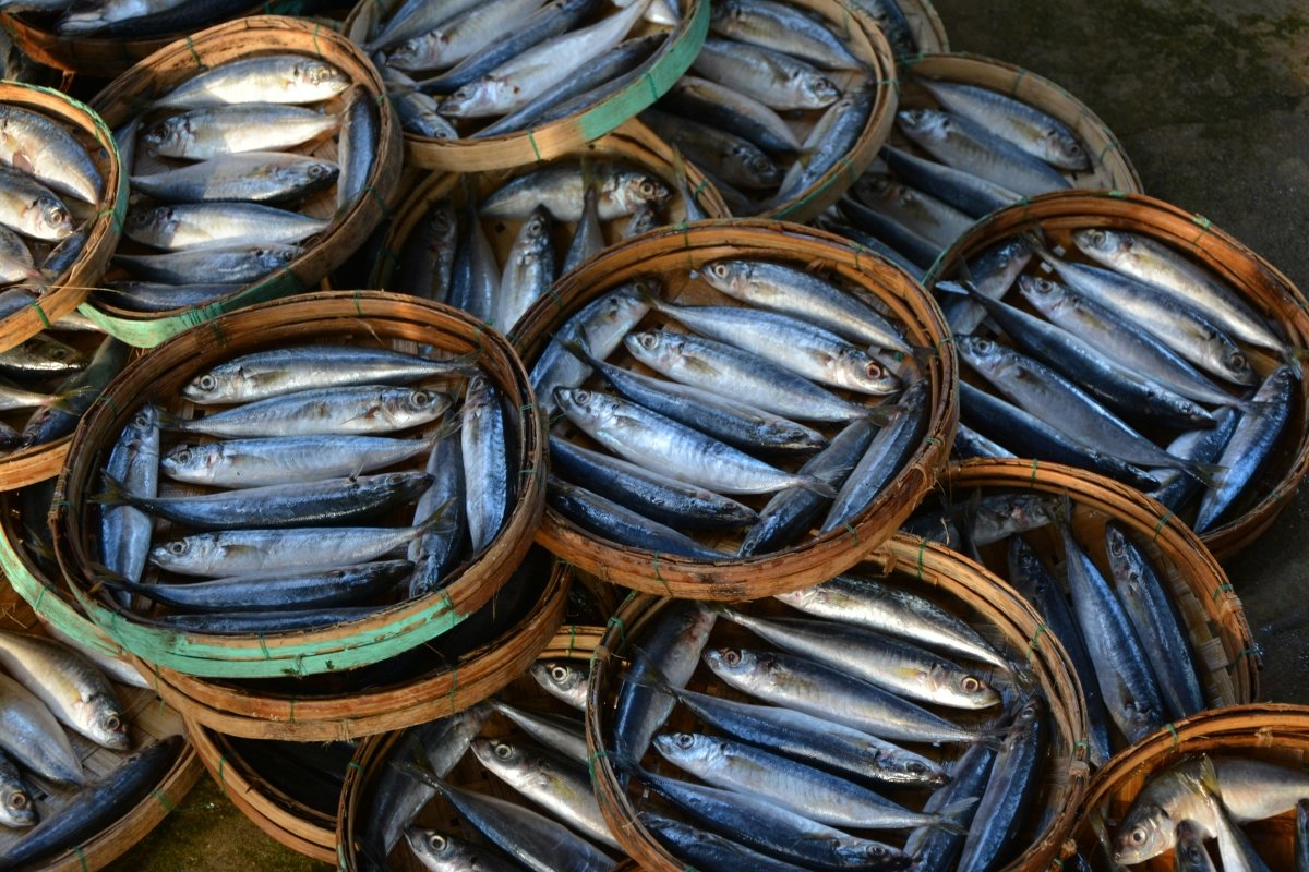 Pescado preparado para el proceso de fermentación