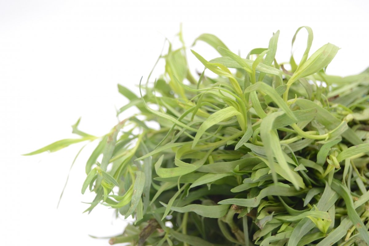 Planta aromática conocida en España como estragón