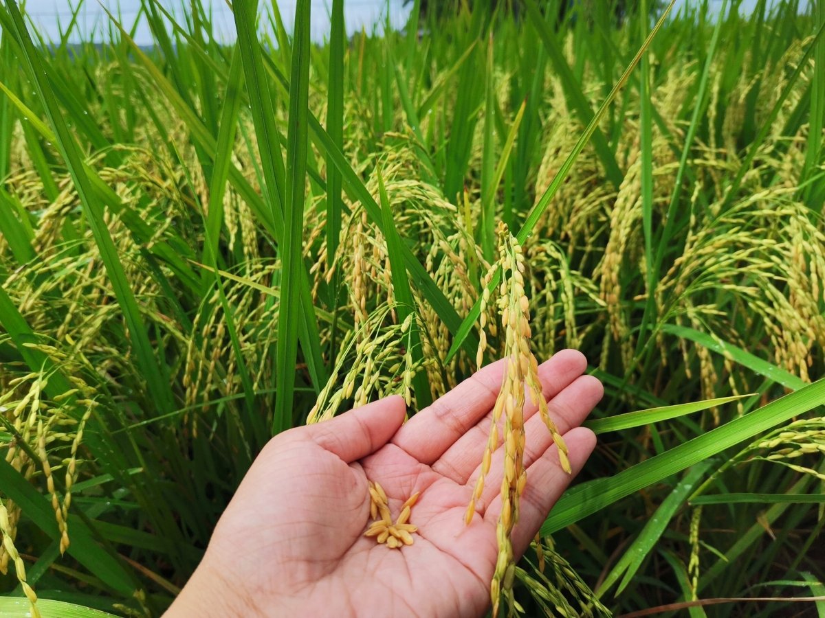 Planta de arroz dorado modificada genéticamente