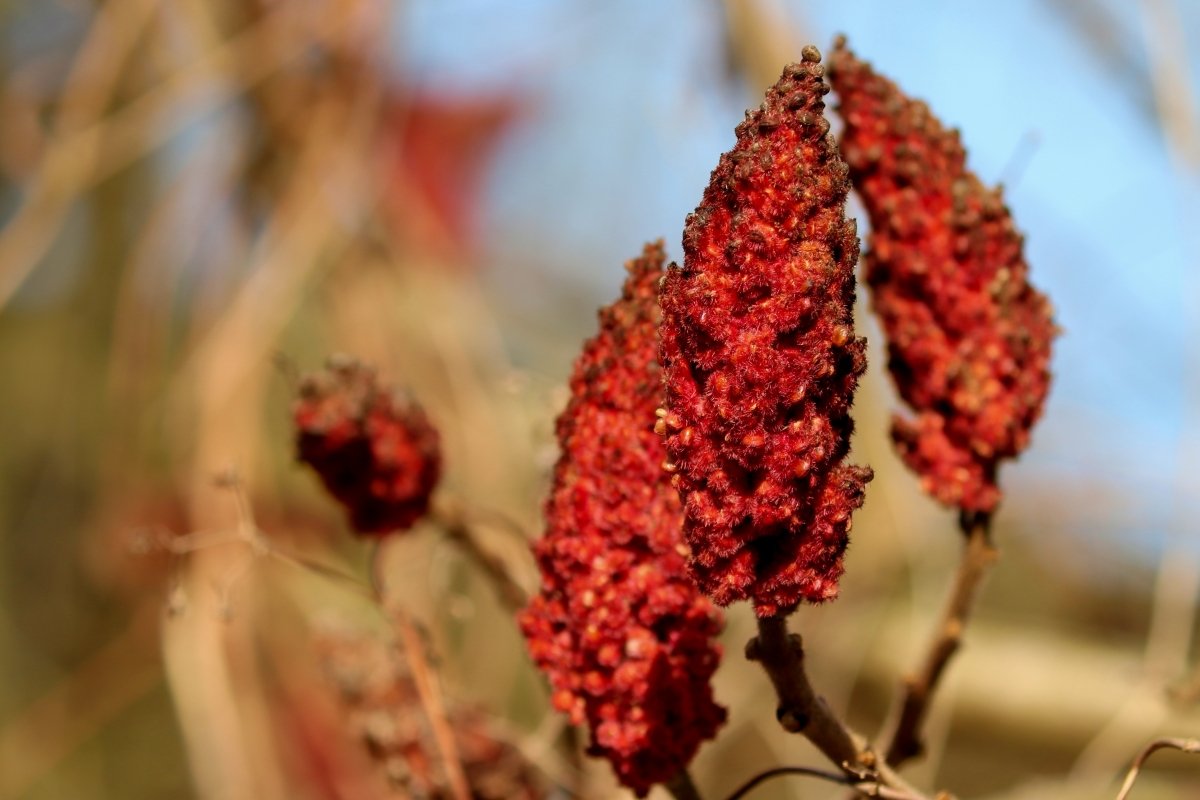 Planta de la que se obtiene el zumaque o sumac