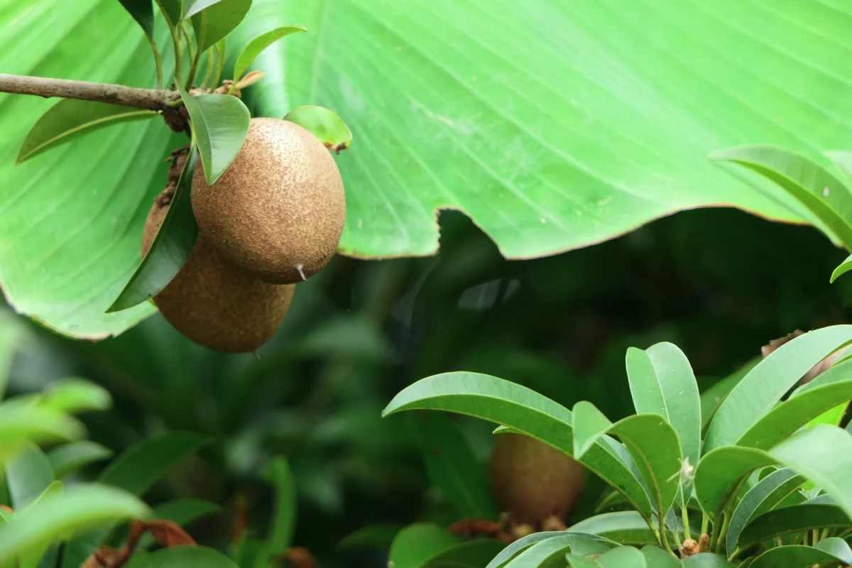 Planta del kiwi verde Actinidia deliciosa