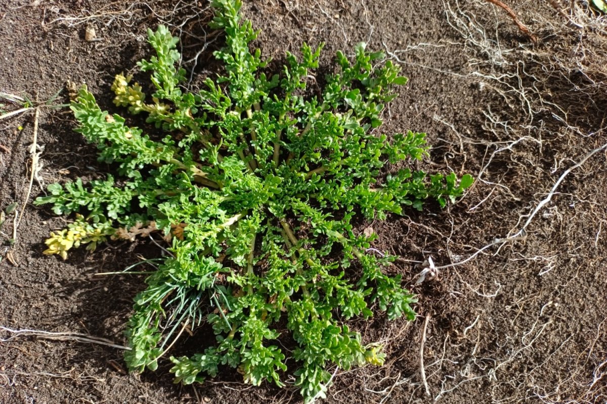 Planta Lepidium meyenii de la que se obtiene la maca andina