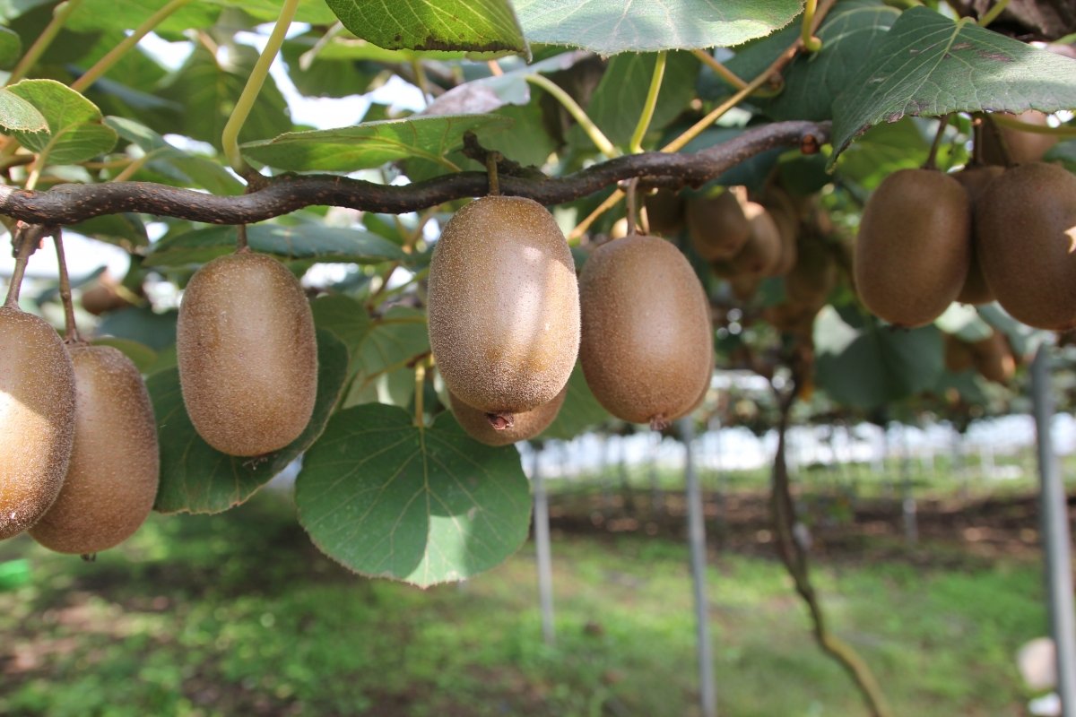 Plantación de kiwi con árboles en fruto