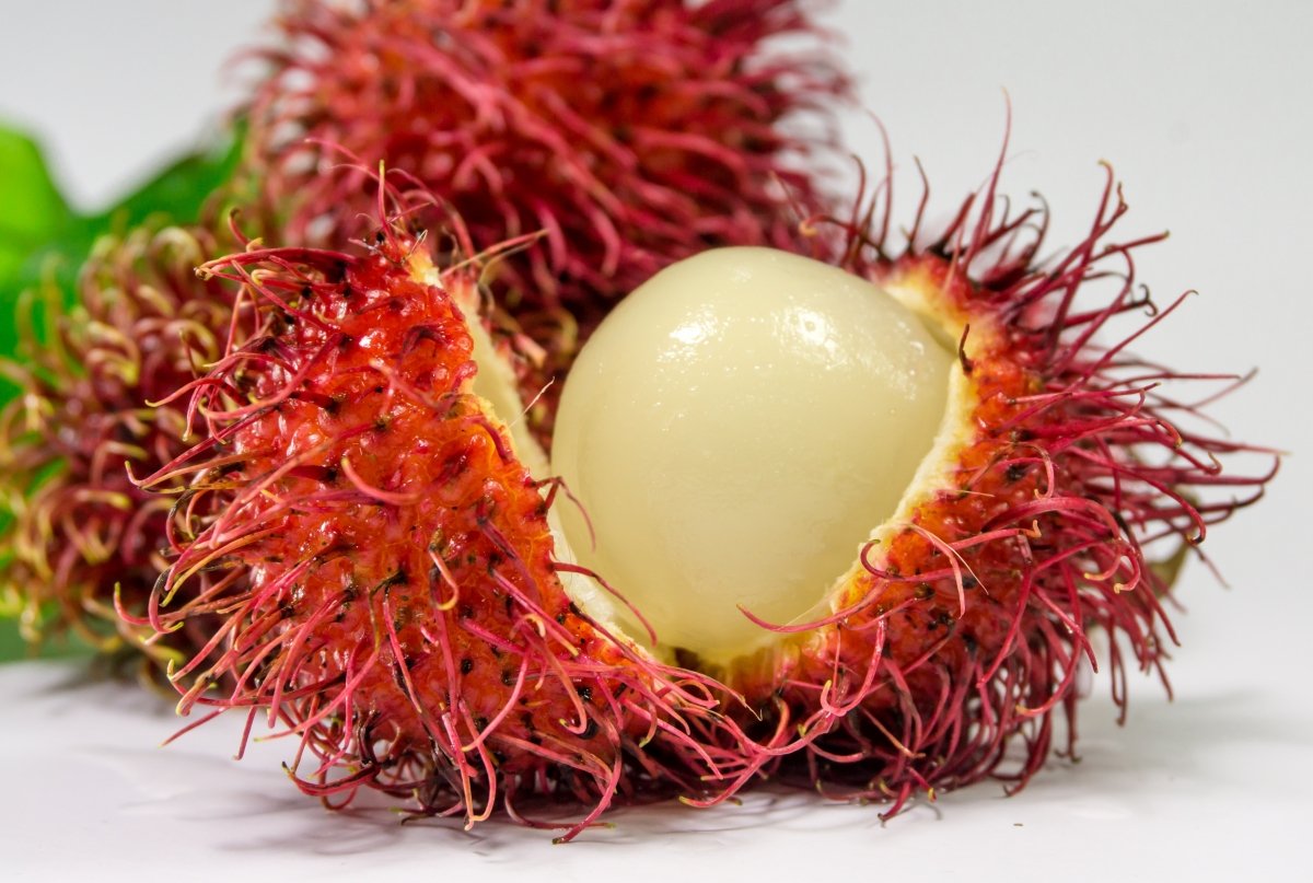 Pulpa blanca del rambután dentro de la que está la semilla del árbol