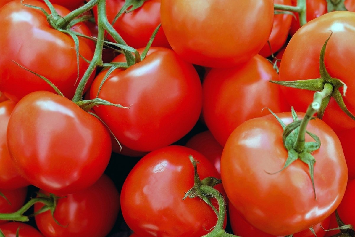 Racimos de tomates frescos vendidos como verdura