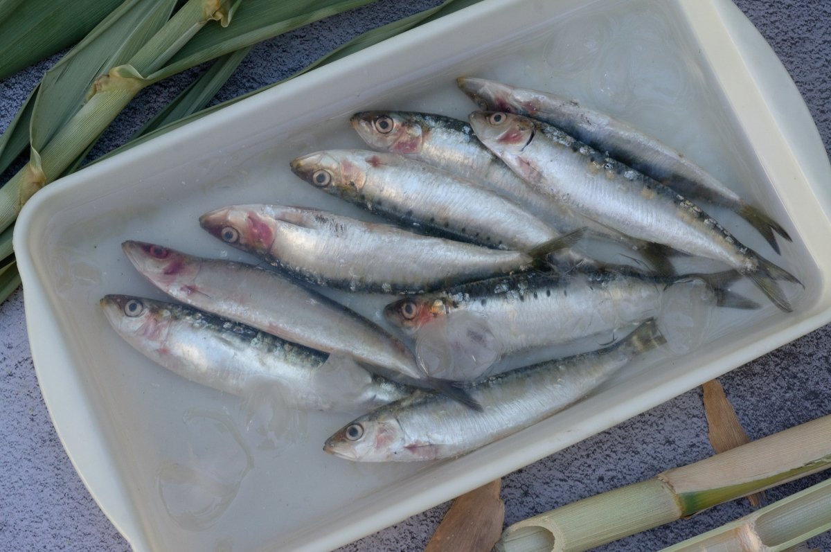 Remojar las sardinas para hacer los espetos