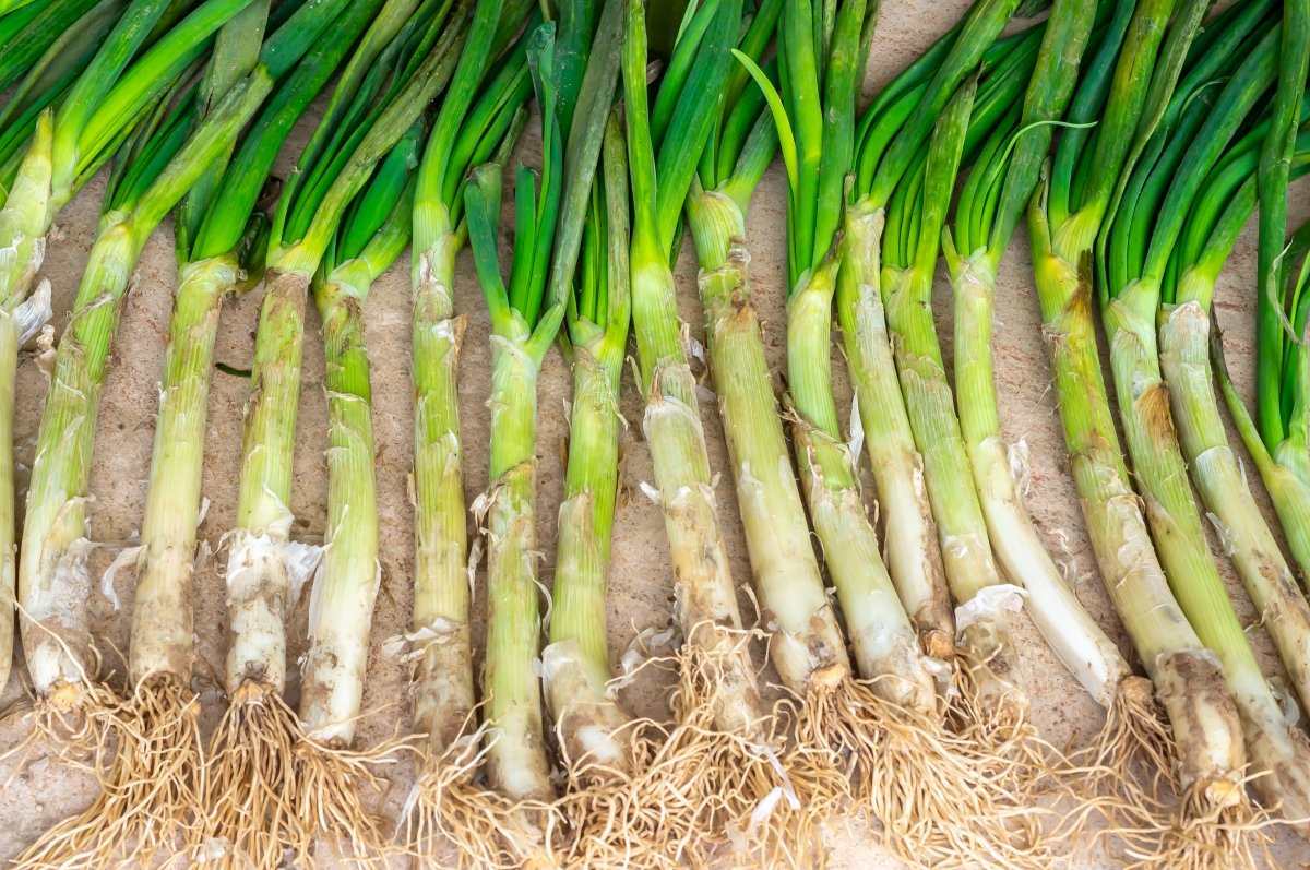 Separar los calçots para hacerlos a la brasa