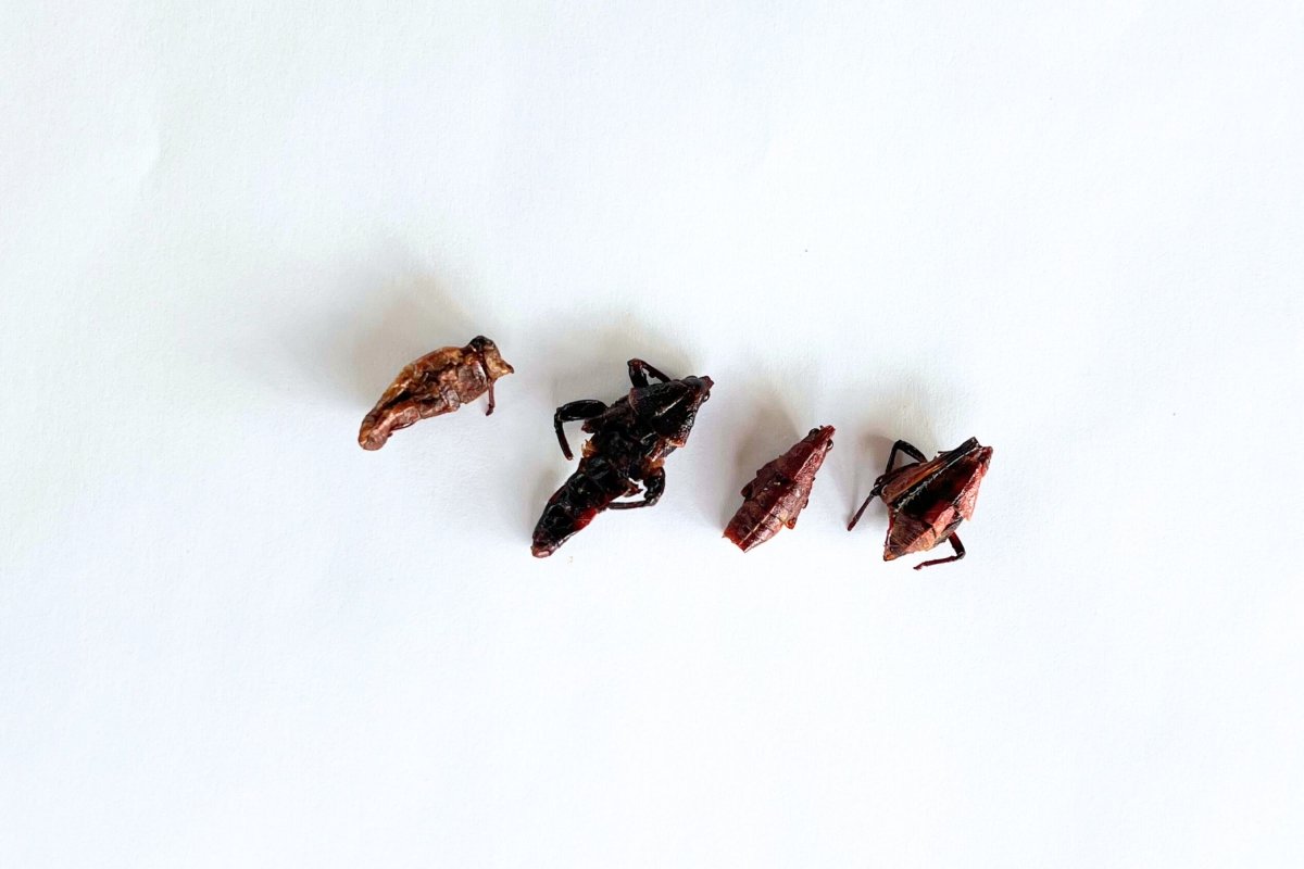 Tamaño de los chapulines ya fritos y listos para comer
