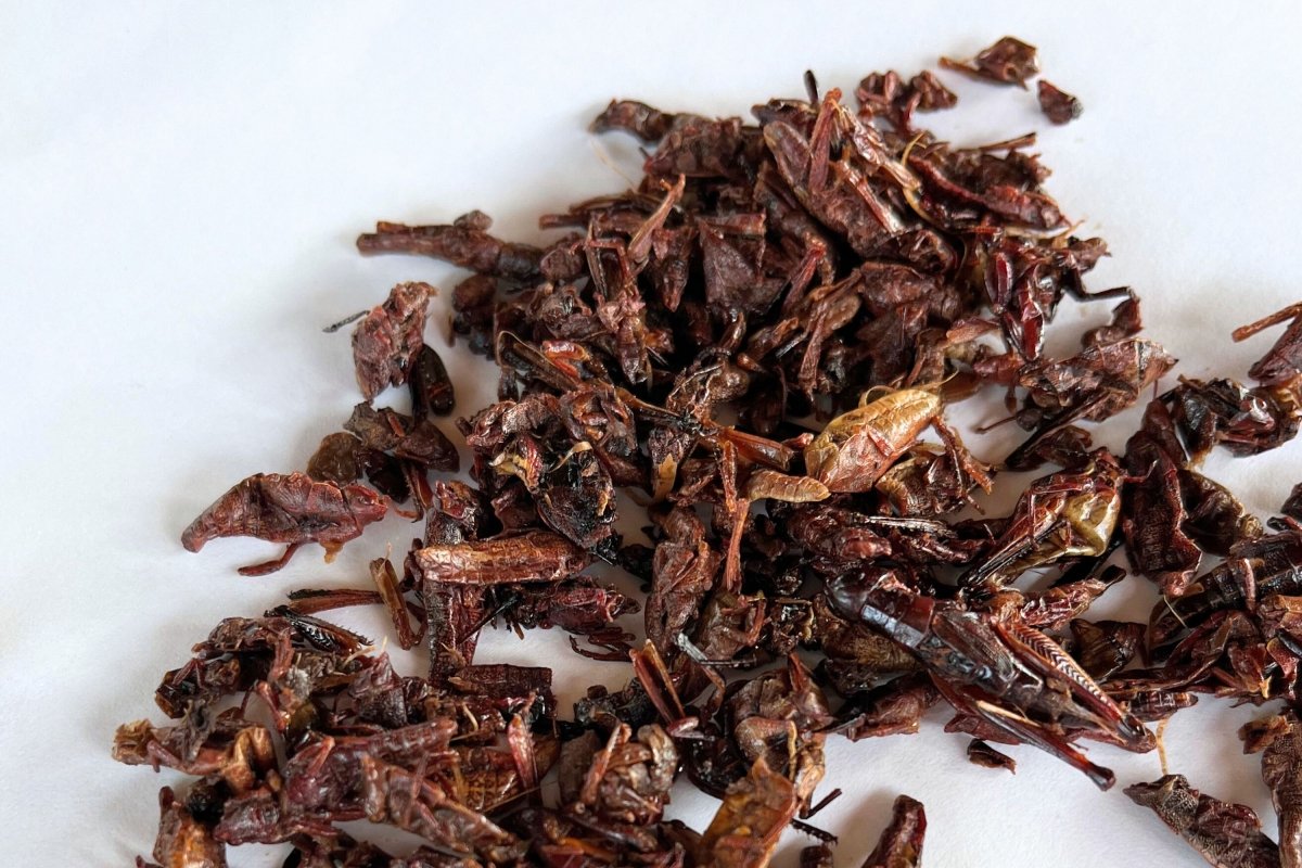 Un puñado de chapulines o langostas de tierra comestibles
